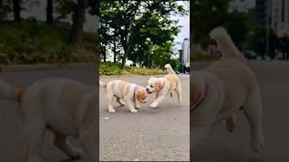 Download lagu Funny Puppies Playing Video #puppy #cute #dog #pets #funny #viral #shorts mp3