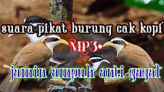 Download lagu Suara pikat burung cucak kopi mp3 mp3