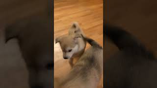 Alaskan Klee Kai Puppies Videos