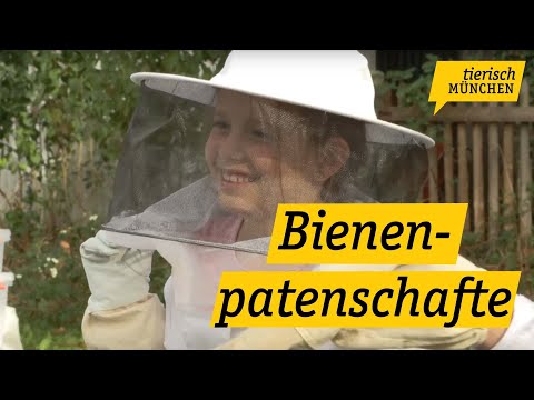 Tierisch München: Bienenpatenschaften geben Einblick in Imkerwesen und Artenschutz