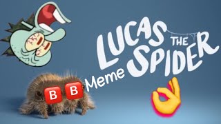 Lucas The Meme Spider