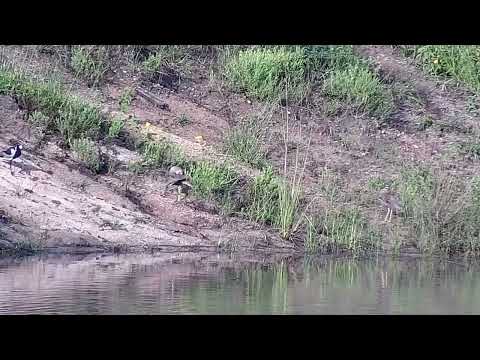 Djuma: Blacksmith Lapwings and Water Thick-knees - 17:27 - 02/14/2023