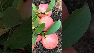 Download lagu Red crystal guava that bears fruit very easily #redcrystalguava #shorts mp3 Download lagu Red crystal guava that bears fruit very easily #redcrystalguava #shorts mp3