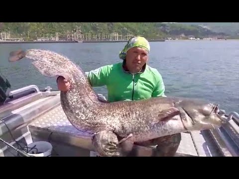 Ribolov u doba korone - Pecanje soma na Dunavu - Đerdap - Milan Panić | Fishing big catfish