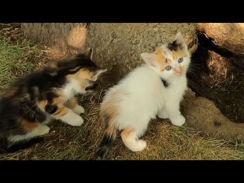 Mother Cat Calling Her Kittens Hiding Inside of a Tree - They Have Come Out One by One!