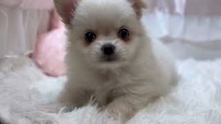 ハーフ犬の動画01