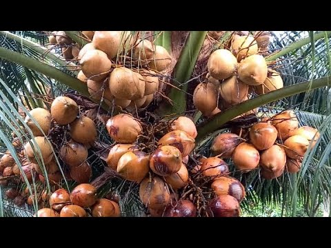 Giống dừa được thị trường ưa chuộng nhất hiện nay Dừa đỏ Mã Lai siêu trái, liên hệ Cơ sở Minh Hậu 0987639100