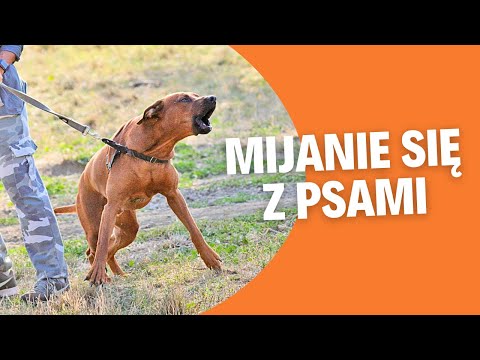 Bezproblemowe mijanie się z psami - jak nauczyć?