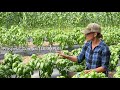 Video for Prospera® Italian Large Leaf DMR (ILL2)