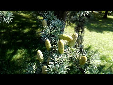 Cedrus atlantica (Atlas Cedar)