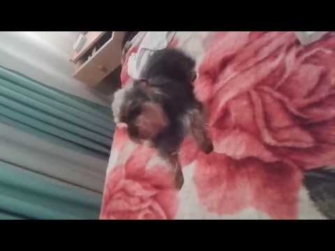 Timoteo is speaking, my funny dog is back