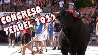 ESPECTACULAR! Congreso toro en cuerda Teruel 2022