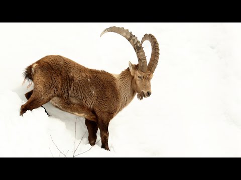 Ibex Surviving in the French Alps | French Alps 🌎 🇫🇷 | Wild Travel | Robert E Fuller