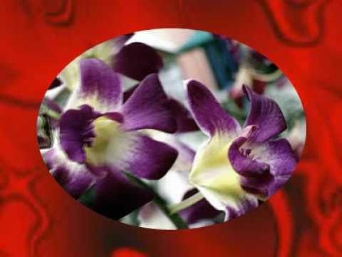 BILICSI TIVADAR:Néha,néha visszajönnek a tavaszi álmok....