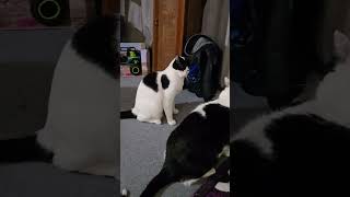 Play time 🙊 #foryou #cat #playfulcats #bestfriend #catlovers #catbehavior #funny #cute #shorts