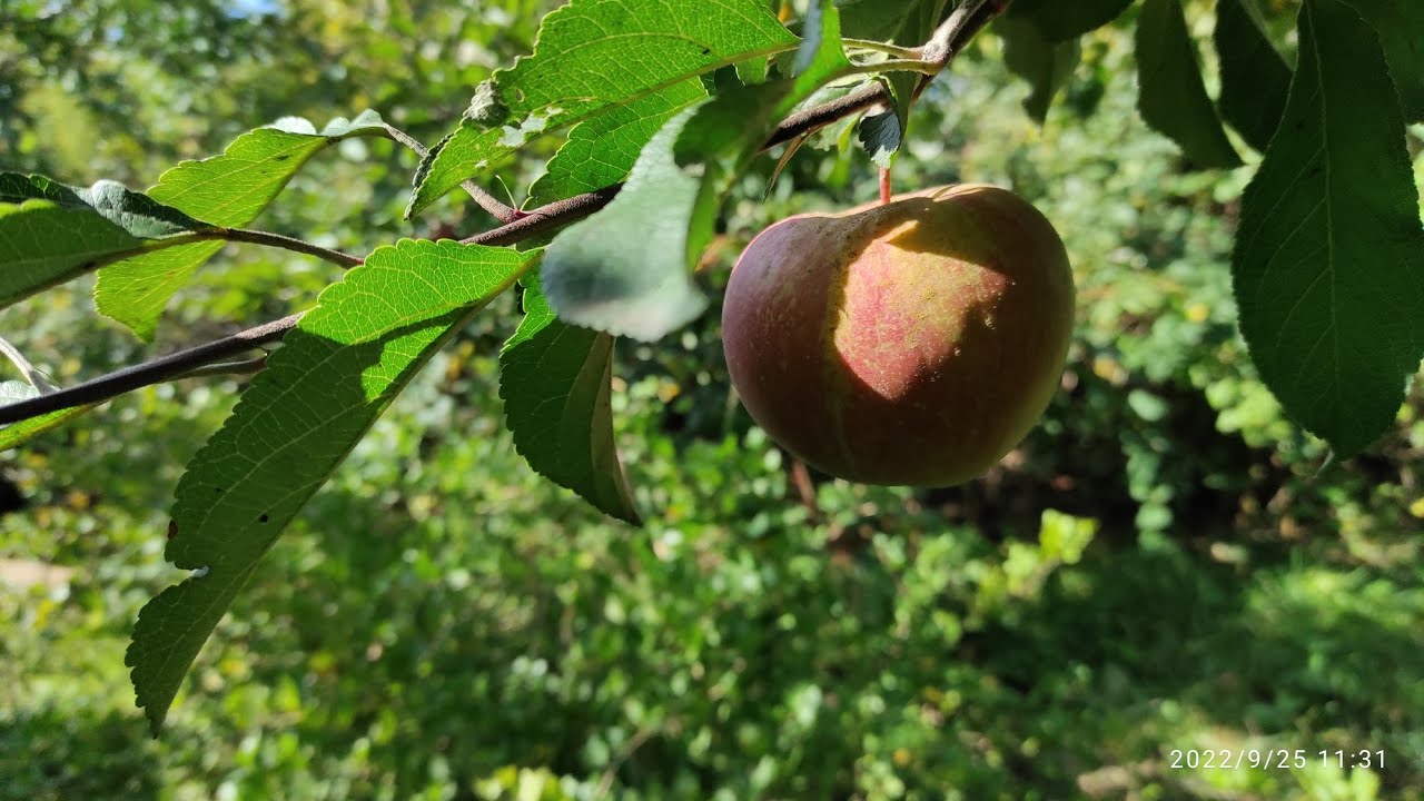 Сорт яблук "Граф Езо".Сигналки / ТиДиви