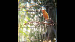 Download lagu Suara kicauan burung kenari yang sangat bagus, cocok untuk memikat burung kenari. mp3
