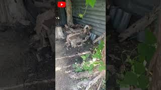 Download lagu SUARA NYANYIAN NYARING ANGSA  BERTELUR mp3