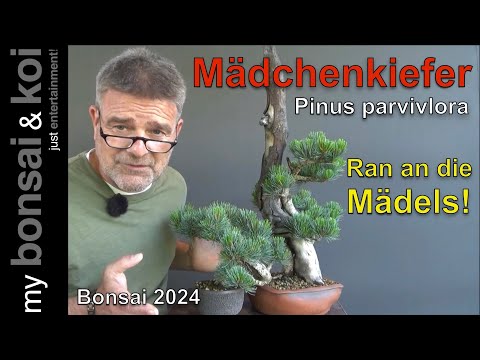 Bonsai 2024-39 - Mädchenkiefer - Ran an die Mädels!