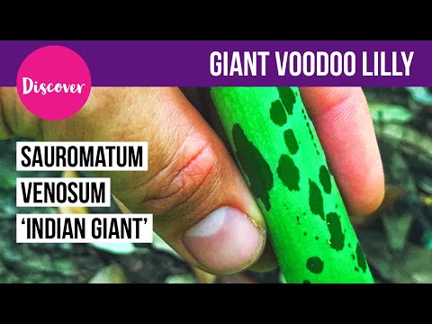Giant Voodoo Lilly -Sauromatum venosum 'Indian Giant' - Tropical style plants