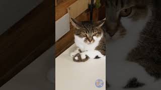 Download lagu Tiny Slipper for My Cat! 🐱 #cat #fur mp3