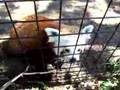 when red pandas attack