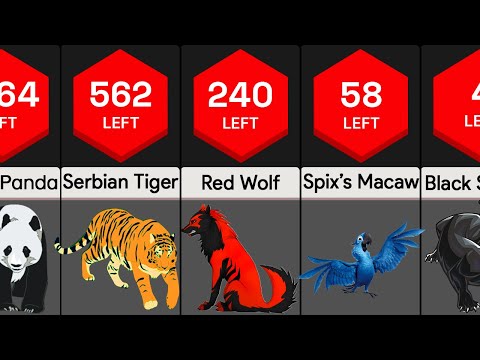 Most Endangered Species | Comparison