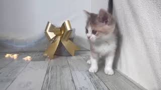 スコティッシュフォールドの動画01