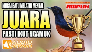 Download lagu AMPUH!! MELATIH MENTAL TEMPUR | MURAI BATU SIAP KONTES | Murai batu emosi | shama bird singing mp3