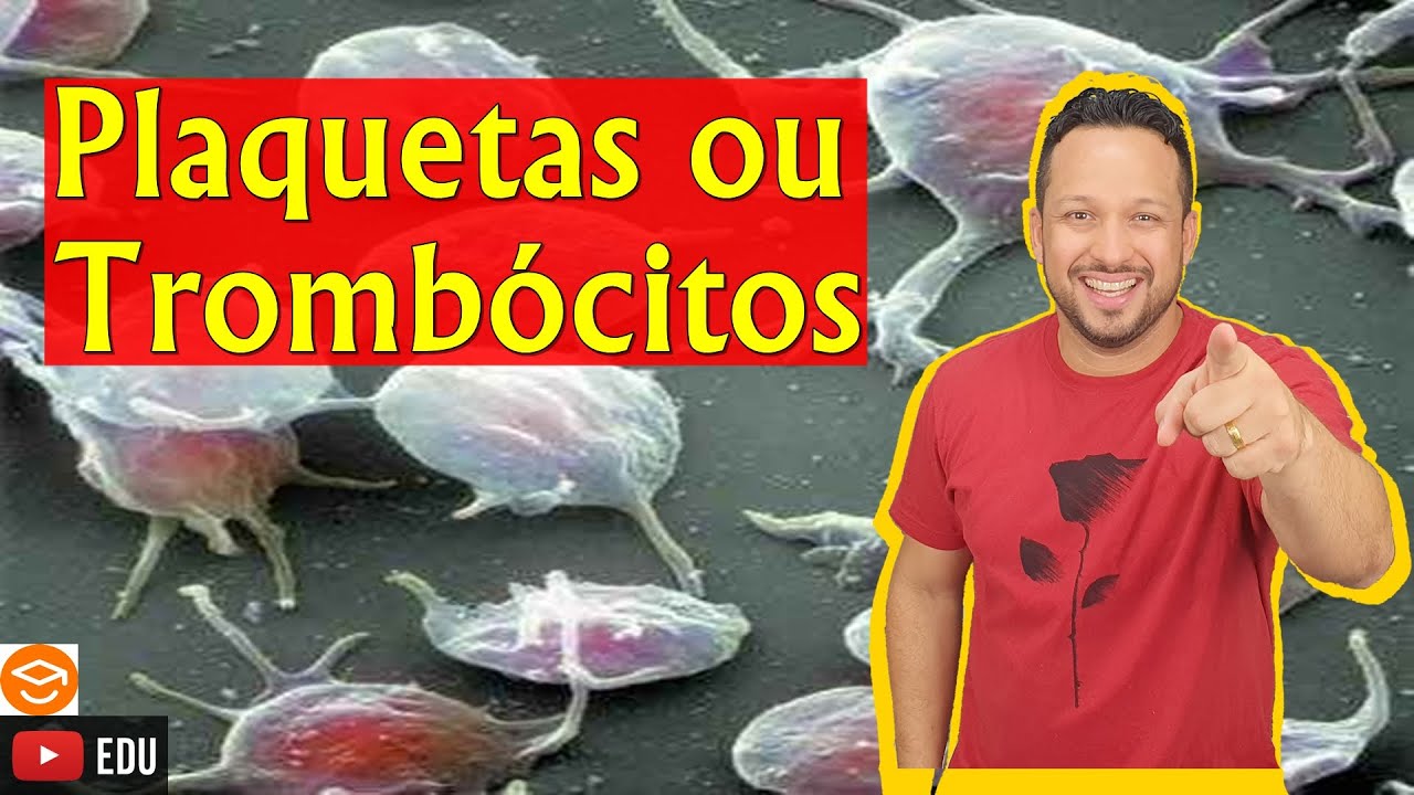 Plaquetas ou Trombócitos - Elementos Figurados do Sangue - Sangue - Tecido Sanguíneo