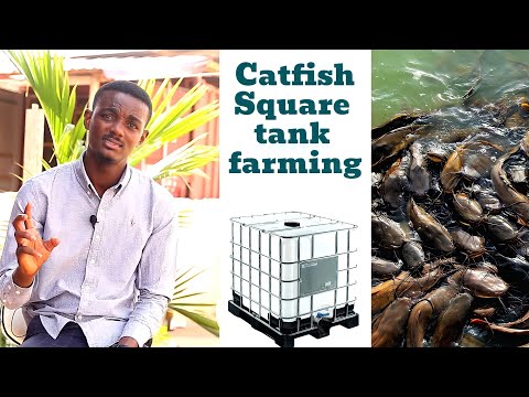 100 Catfishes Farm Setup Cost - Backyard square tank farming