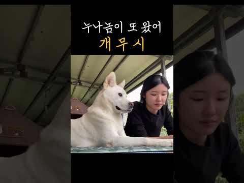지나친 사랑에 지쳐버린 풍산개