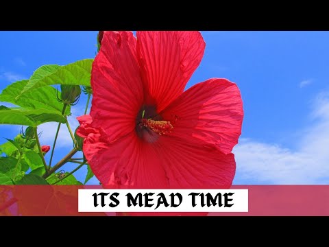 Hibiscus Mead