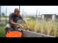 Harvesting Upland Rice At The Food Innovation Center S Seed Garden