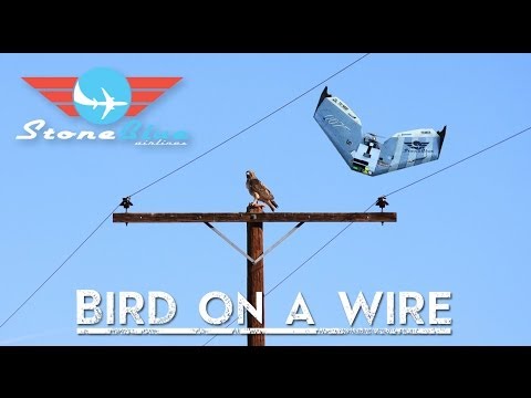 Birds on a Wire PC