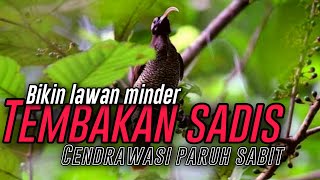 Download lagu TEMBAKAN SADIS CENDRAWASI PARUH SABIT ☠️ BIKIN LAWAN BEGO KALO DIBAWAIN MURAI BATU mp3 Download lagu TEMBAKAN SADIS CENDRAWASI PARUH SABIT ☠️ BIKIN LAWAN BEGO KALO DIBAWAIN MURAI BATU mp3