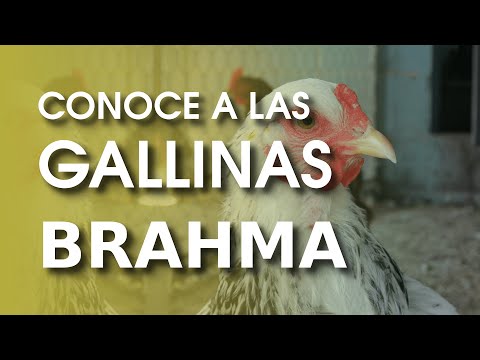 , title : 'Gallina Brahma gigante 🐔 | El rey de todas las aves de corral'