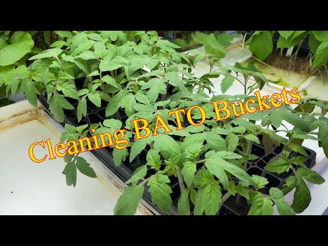 Bato Bucket Cleaning - Produce update