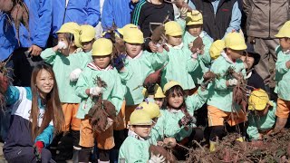 10月30日【びわ湖放送ニュース】園児がサツマイモの収穫体験