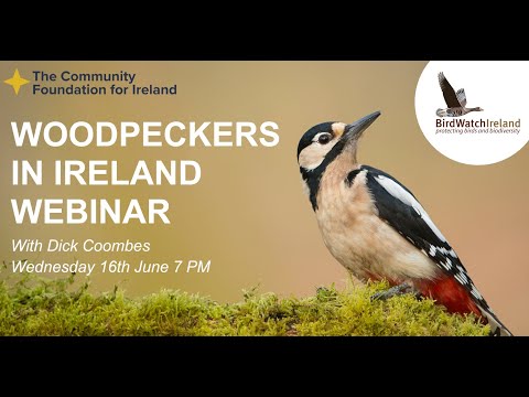 Birds Connect Woodpeckers in Ireland Webinar - 16th June 2021