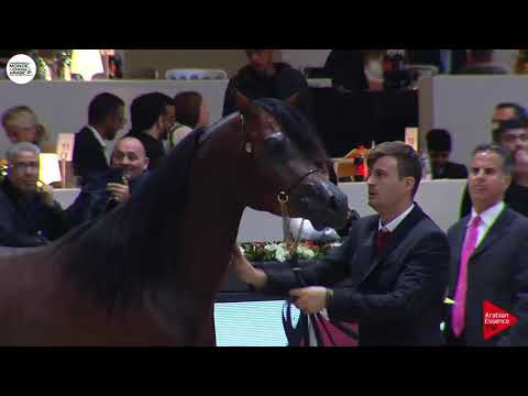 N.122 MANSOUR ALSHUAIL - Paris 2018 - Junior Colts (Class CM 5B)