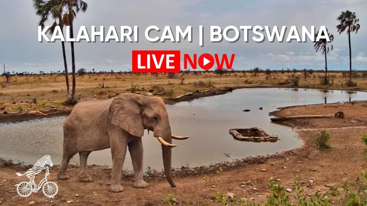 Live webcam view of Kalahari Wildlife Live Cam