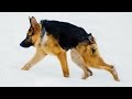 Quasimodo The Hunchback Hound