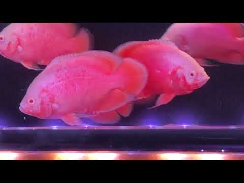 血紅豬魚