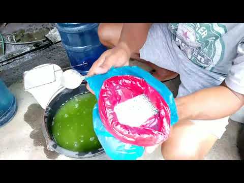 How to culture green water (Chlorella)