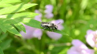 ムビる18496 20210731 003 アオスジハナバチ aosujihanabachi