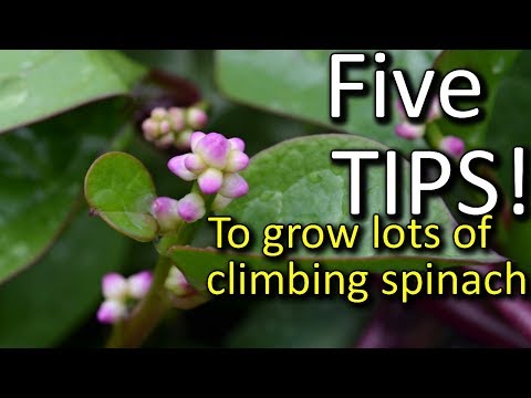 , title : '5 Tips How to Grow a Ton of Malabar Climbing Spinach'
