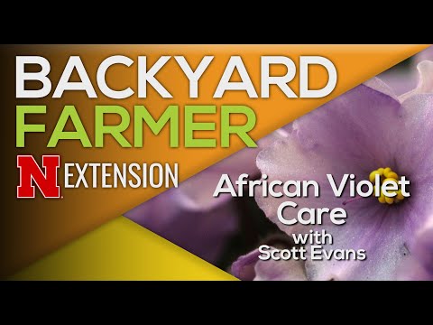 African Violet Care Tips | How to Keep African Violets Blooming