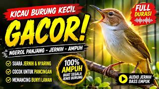 Download lagu Kicau Burung Kecil Gacor 🔥 Suara Jernih Ngerol Panjang | Masteran Burung Pancingan Ampuh Full Durasi mp3
