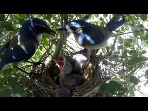 Scrub Jay Nest chick activity raw footage 4-30-2015 (9 clips) V18092